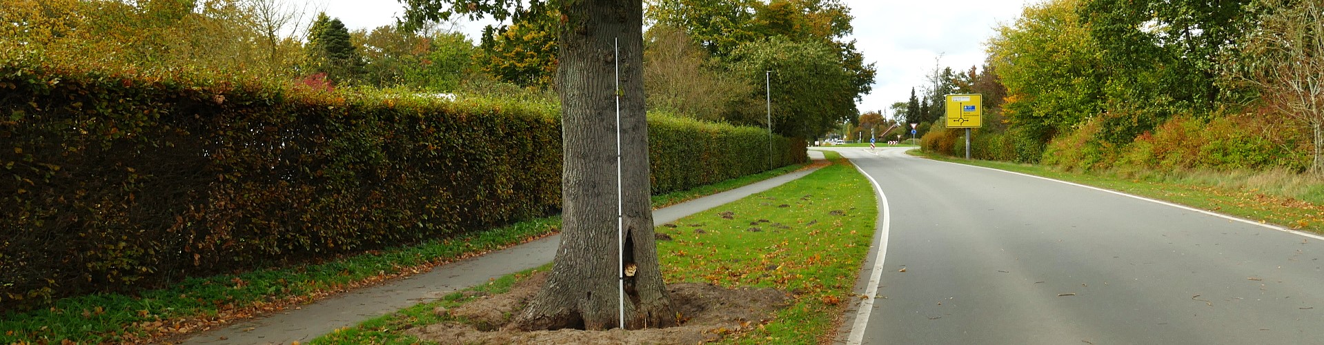 Nahaufnahme Baumstamm – Schadensanalyse Holzstruktur