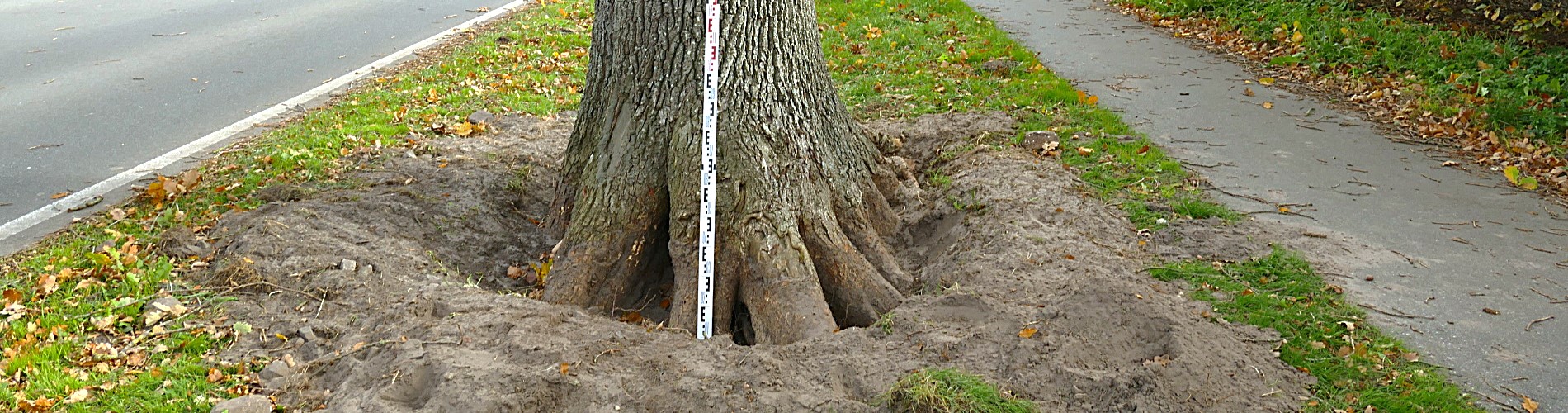 Baumuntersuchung mit Messtechnik