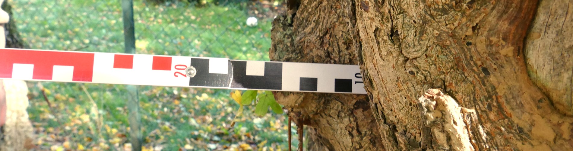 Bohrwiderstandsmessung an Baumstamm